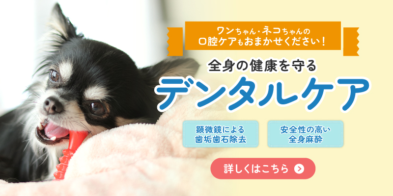 デンタルケア